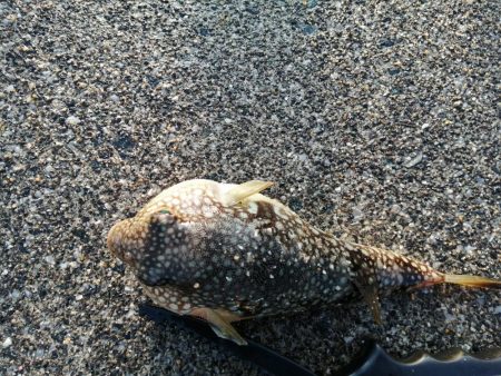 ファミリーフィッシング?