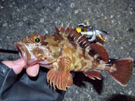 2022/06/09 南港ライトゲーム釣行…