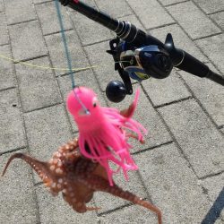 タコ釣り