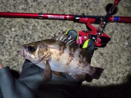 2022/06/13 南港ライトゲーム釣行…