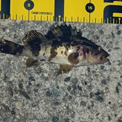 メバルも雨もぽつぽつと…