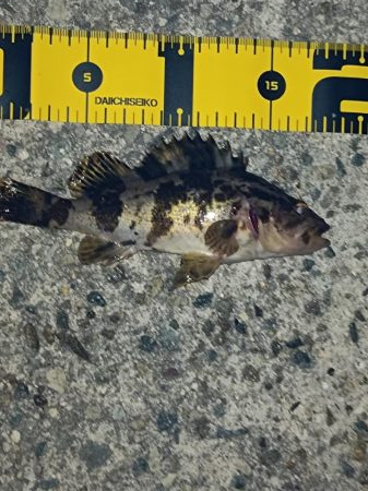 メバルも雨もぽつぽつと...