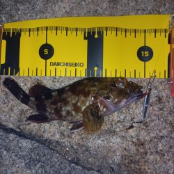 初のデイメバリング カサゴ多め