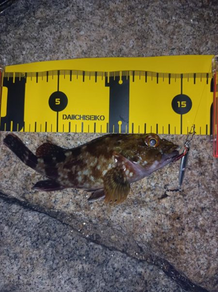 初のデイメバリング　カサゴ多め