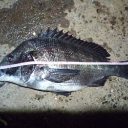 2022/06/17 南港ヘチ釣り釣行