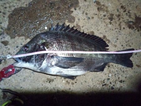 2022/06/17 南港ヘチ釣り釣行