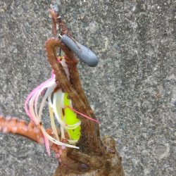 車中泊でタコ釣り