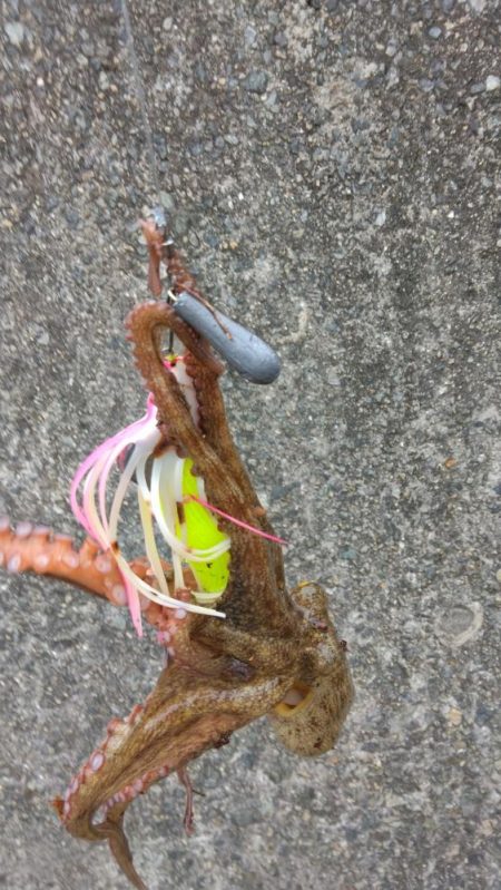 車中泊でタコ釣り