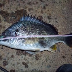 2022/06/18 南港ヘチ釣り釣行