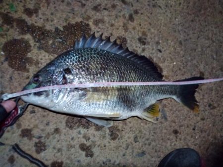 2022/06/18 南港ヘチ釣り釣行