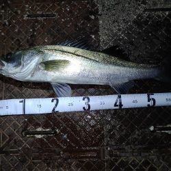 シーバスとチヌとエイ