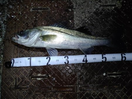 シーバスとチヌとエイ