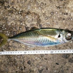 短時間のアジ釣り