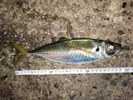 短時間のアジ釣り