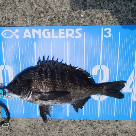 今日は紀州釣りに挑戦しましたʘ‿ʘ