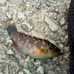 アイナメおったぞ