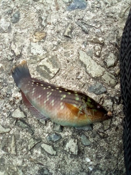 アイナメおったぞ