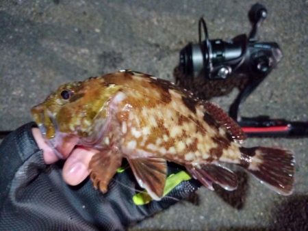 2022/06/20 南港ライトゲーム釣行…