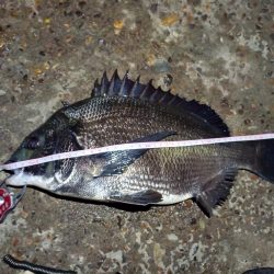 2022/06/22 南港ヘチ釣り釣行