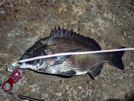 2022/06/22 南港ヘチ釣り釣行