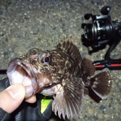 2022/06/23 南港ライトゲーム釣行