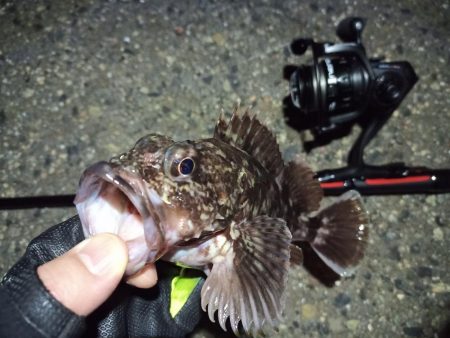 2022/06/23 南港ライトゲーム釣行