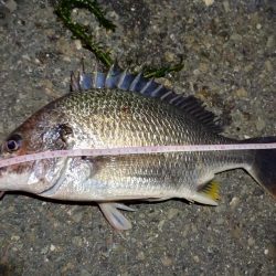 2022/06/25 南港ヘチ釣り釣行