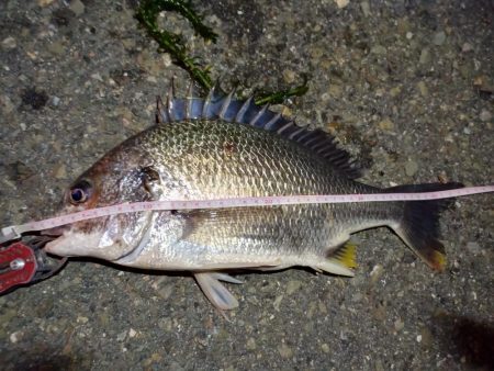 2022/06/25 南港ヘチ釣り釣行