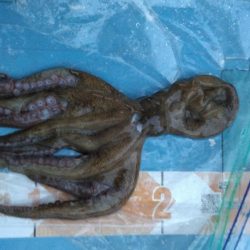 ギリボウズ逃れ