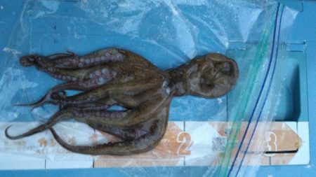 ギリボウズ逃れ