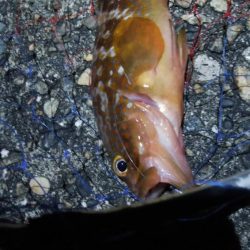 シーバス狙いでキジハタ1匹