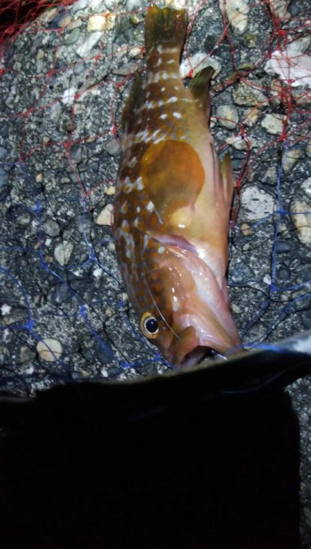 シーバス狙いでキジハタ1匹