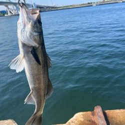 シラサエビでズボ釣り