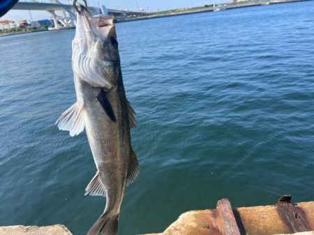 シラサエビでズボ釣り