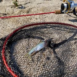 琵琶湖でハス釣り！まさかの外道が。。。