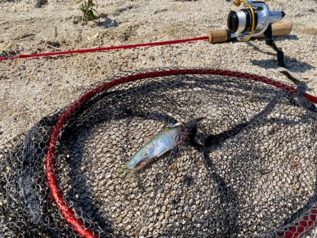 琵琶湖でハス釣り！まさかの外道が。。。