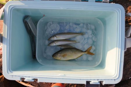 梅雨入り前のキス釣り 不調