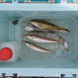 梅雨の晴れ間のキス釣り フグの猛攻