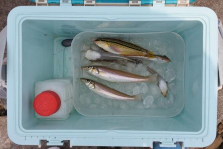 梅雨の晴れ間のキス釣り フグの猛攻