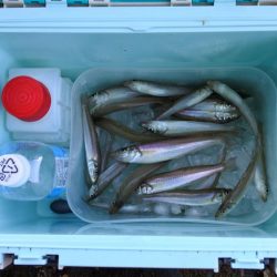 梅雨明け猛暑のキス釣り