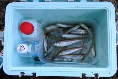 梅雨明け猛暑のキス釣り