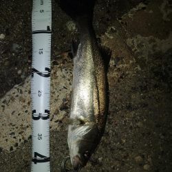 尼崎市内の釣果です