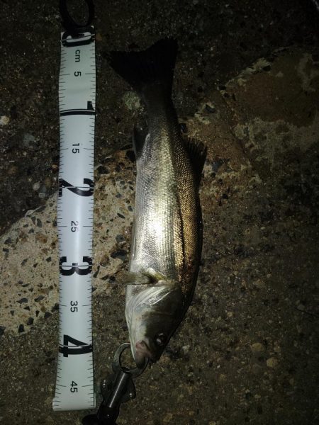 尼崎市内の釣果です