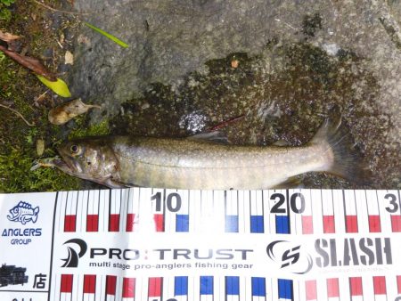 渇水の最中の、渓流釣り