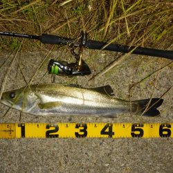 河口域のシーバス