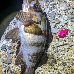 めばる入れ喰い