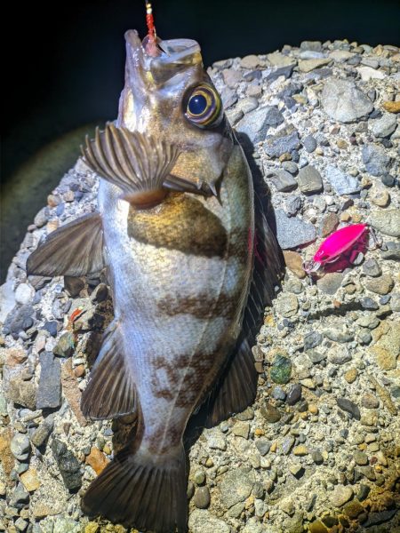 めばる入れ喰い