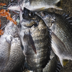 チヌもキビレもウキウキ