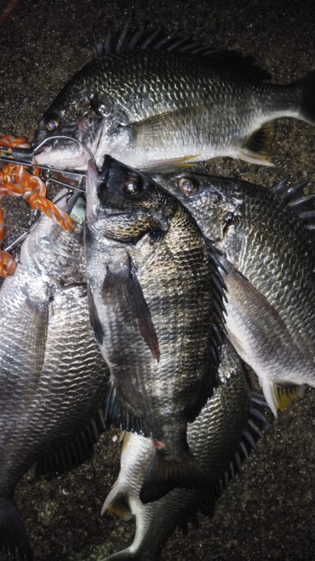 チヌもキビレもウキウキ