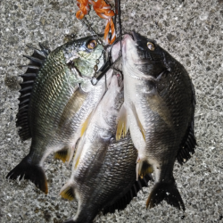 水温高めでキビレか？